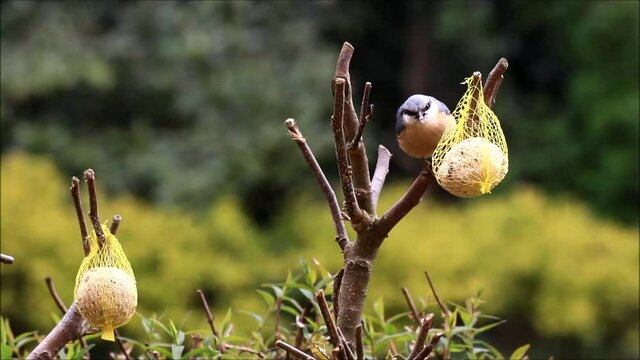 bird nuthatch Pecks bird feed
