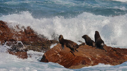Cape Fur seals basking in the sun