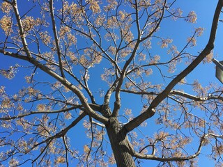 tree branches against blue sky