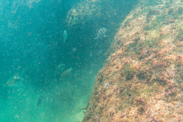 Diving in a beautiful seabed in the town of Zarautz very close to San Sebastián, Gipuzkoa. Basque Country. Seabed with striped fish
