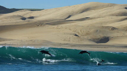 Dolphins jumping out of the breaking waves