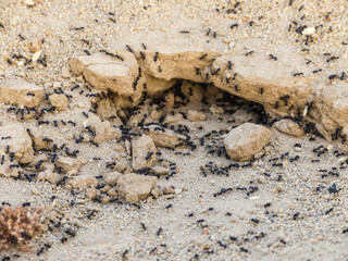 Colonie de fourmis noires