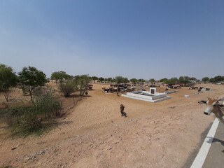 Temple situated in desert with animals 