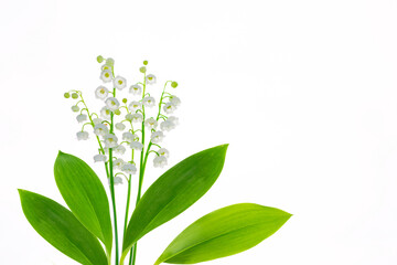Lily of the valley flower on white background