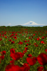 Mount Ararat. beautiful view from Armenia