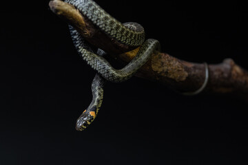 Photo of a snake in the studio on a black background
