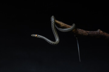 Photo of a snake in the studio on a black background