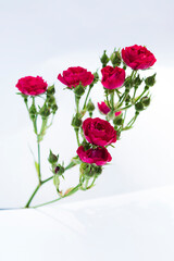 Fototapeta premium bouquet of red roses on white background