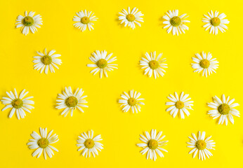 White daisies evenly spaced on a yellow background