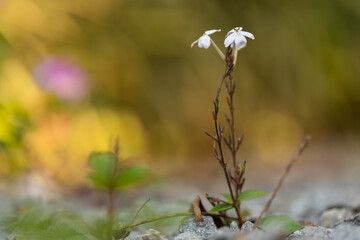 Pequena flor branca nascendo das pedras
