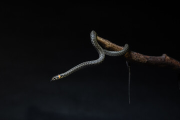 Photo of a snake in the studio on a black background