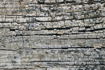 old wood texture