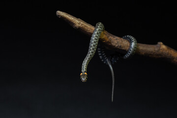 Photo of a snake in the studio on a black background