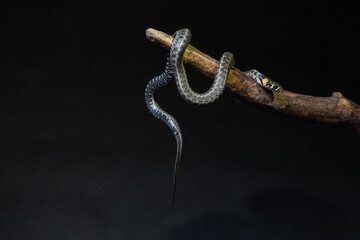 Photo of a snake in the studio on a black background