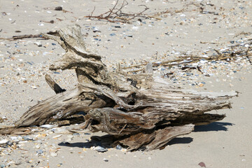 Tree root driftwood on a beach in St. Georges Island, Maryland.