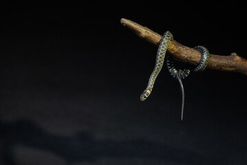 Photo of a snake in the studio on a black background