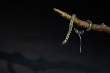 Fototapeta premium Photo of a snake in the studio on a black background