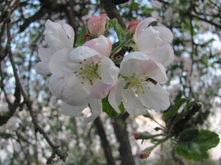 white tender apple tree flowers