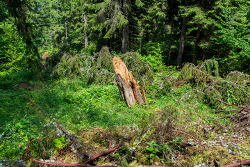 Cleaved pine wood after heavy rainstorms in the Carpathian mountains, Romania.