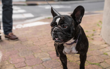 Beautiful black and white french bulldog being walked by his master in the street. The cute domestic animal is looking on the left. So sweet.