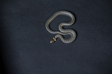Photo of a snake in the studio on a black background