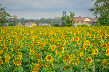 Fiori di girasoli  coltivati