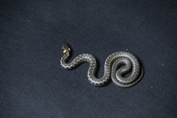 Photo of a snake in the studio on a black background