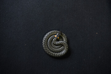 Photo of a snake in the studio on a black background