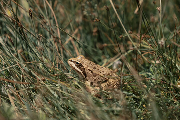 Frog In Green Grass During Monsoon Morning. European common brown frog