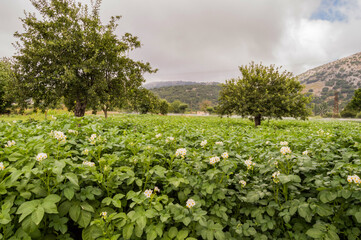 Flowering potato plants with firefighters on the Lathisi plateau