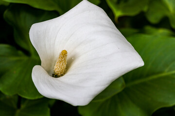 Close-up of a single flawless white Calla lily flower, Zantedeschia aethiopica, with a bright...