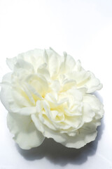 white rose flower on  white background