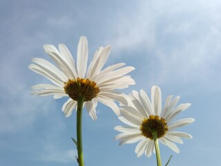two daisies against the blue sky on a sunny day