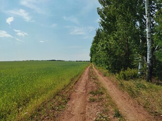road between farm field and birch plantation against blue sky on a sunny day