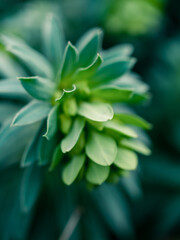 close up of a green plant