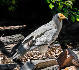 Egyptian vulture on the stone Latin name - Neophron percnopterus