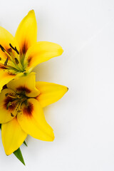 yellow tulips on a white background