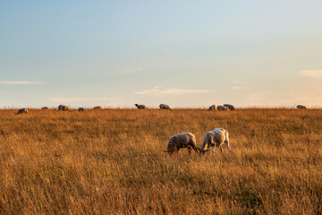 Naklejka na ściany i meble Sheep grazing in a Sussex field on a sunny summers evening