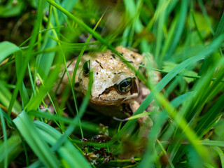 grenouille 1