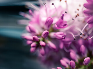 pink flower close up