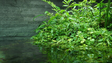 水辺の植物