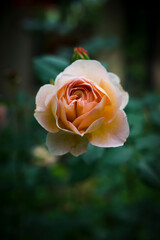 yellow rose on a green background
