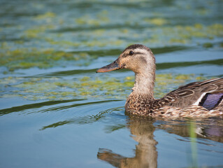 Female Juvenile Mallard