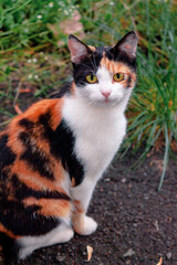 Naklejka na ściany i meble curious calico cat sitting outside. predator in the autumn garden