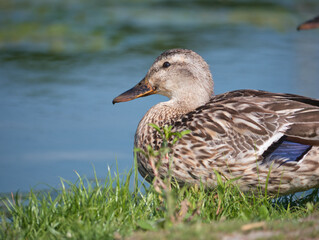 Male Juvenile Mallard