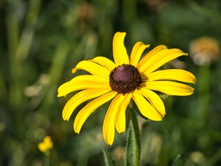 Black-eyed Susan