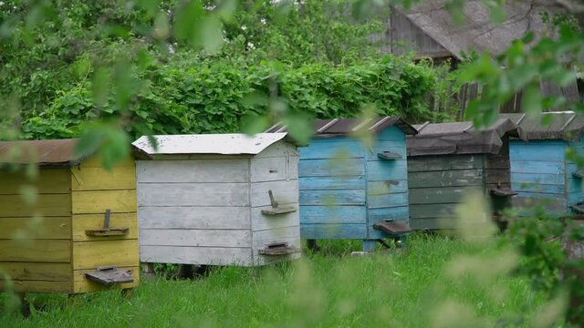 row of outdated wooden beehives stands on lush grass by green hedge against old shed roof seen among trees slow motion