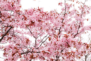 花、植物、さくら、桜、自然、日本、満開、春、咲く、ピンク、樹木	
