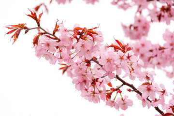 花、植物、さくら、桜、自然、日本、満開、春、咲く、ピンク、樹木	