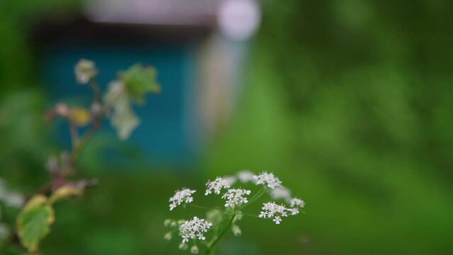 tender small white wildflower corolla sways in wind near bush branch against blurry green garden slow motion closeup